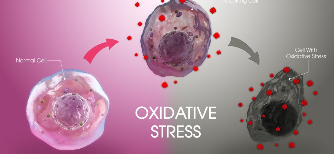 Mecanismos celulares y moleculares en el tejido hipóxico: papel de HIF-1 y ROS